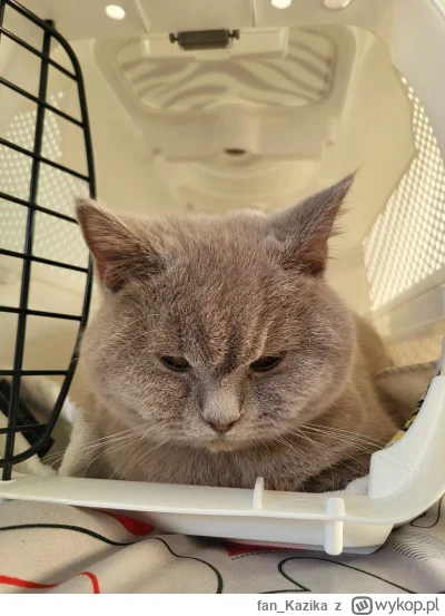 fan_Kazika - Mireczki, przykro bardzo mi bo przed chwilą weterynarz powiedział, że wo...
