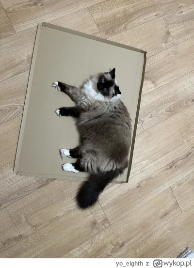 yo_eighth - @Tyrande Zabrałeś mi kota. Oddawaj Vivi