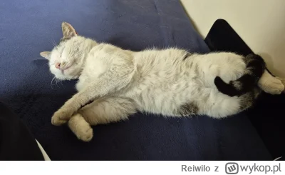 Reiwilo - #pokazkota co ten człowiek tylko zdjęcia cyka ʕ•ᴥ•ʔ