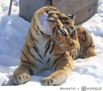 Maniek145 - Kawusia i w robocie będzie git