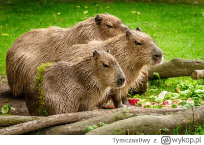 Tymczas0wy - @KRZYSZTOFDZONGUN: co na to Kapibary z Wrocławskiego ZOO?