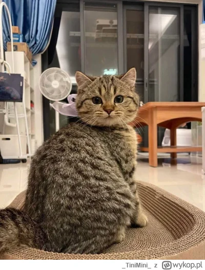TiniMini - #koty #pokazkota