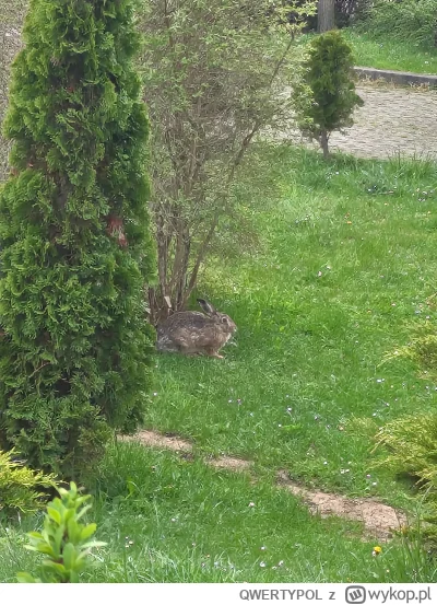 QWERTYPOL - @xionc0586 ʕ•ᴥ•ʔ