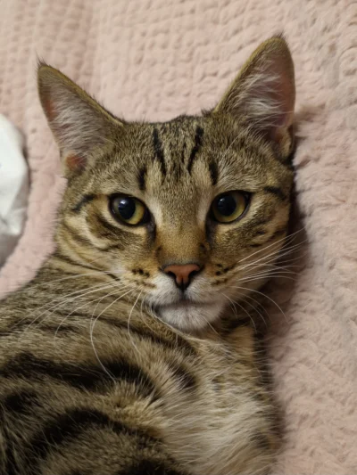 remlezar - #pokazkota #kot #kitku