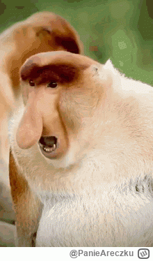 PanieAreczku - @Moderacja hehe beniz