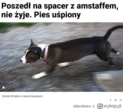 ofiaralosu - #amstaff #smiesznypiesek No cóż... 

https://tvn24.pl/lubuskie/wschowa-n...