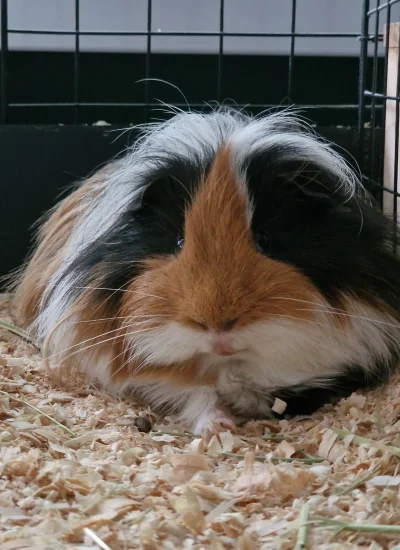 lostintranslatioon - Czego się gapisz, hooman...
Ogóra lepiej przynieś. 

#świnkamors...