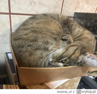 kepmip_pl - Czy moje #kitku może liczyć na plusika??  #pokazkota