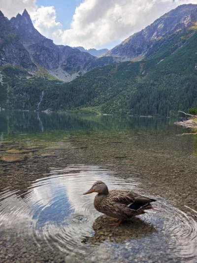 AXSIS - #gory #tatry 
Uśmiechnięta kaczuszka ładnie pozuje do zdjęcia