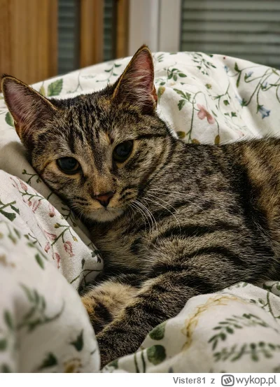 Vister81 - Foczka życzy spokojnego, regeneracyjnego snu.
#dobranoc

#pokazkota #kitku