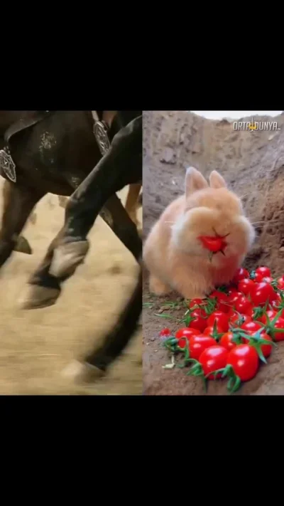 nonOfUsAreFree - #wladcapierscieni