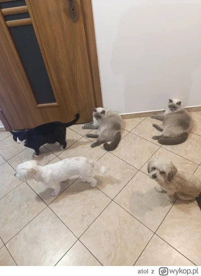 atol - brakuje 1 kotki szarej, mamy tych 2 grubasów spalonych ( ͡° ͜ʖ ͡°)
#koty #psy