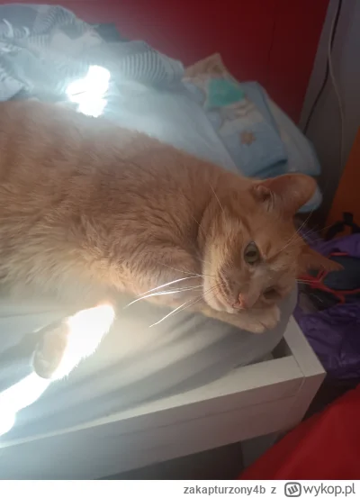 z.....b - #pokazkota #koty #kotki #zwierzaczki rudy idzie spać