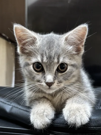 wybryk_natury - #misiafanclub #pokazkota