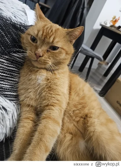 sixxxone - #pokazkota