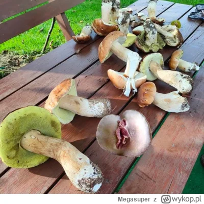 Megasuper - Mało grzybów w tym roku coś