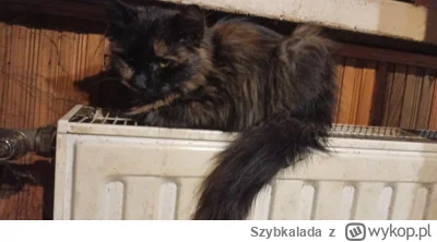 Szybkalada - Musiałem zamknąć kitku w łazience bo ma zapalenie jelit i nieświadomie p...