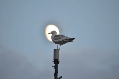 kidi1 - #fotografia #nikon  #tworczoscwlasna  #pokazptaka