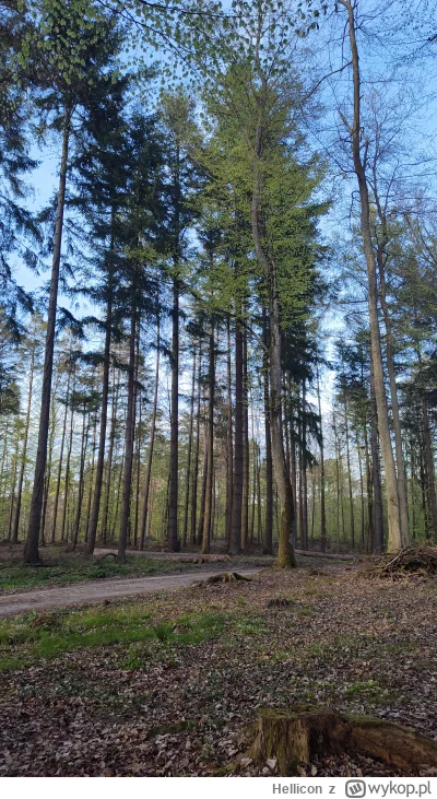 Hellicon - Rower do samochodu, samochodem do lasu, rowerem po lesie, czyli klasyczny ...