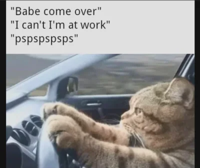 Atreyu - #pasjonaciubogiegozartu #koty #kitku