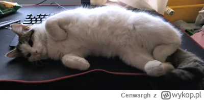 Cenwargh - Nie pracuj tylko podrap.
#pokazkota #koty