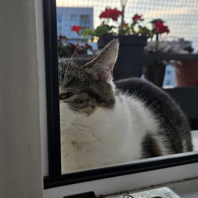 Solsith - #pokazkota #spaslak coś kombinuje kocuch( ͡° ʖ̯ ͡°)