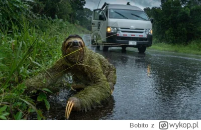 Bobito - #fotografia #kostaryka #zwierzaczki #zwierzeta 

Autor: Andrew Whitworth – k...