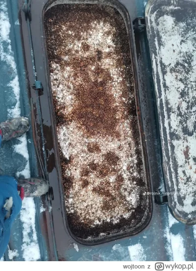 wojtoon - Małpy nigdy się nie nauczą... bo mają pamięć złotej rybki