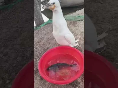 Freddoooo - https://youtube.com/shorts/CEReWsaJ504?feature=share