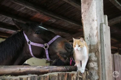 titu - @Mortas: na zdjęciu są 2 konie oba rodzone w tej samej stajni ( ͡° ͜ʖ ͡°)