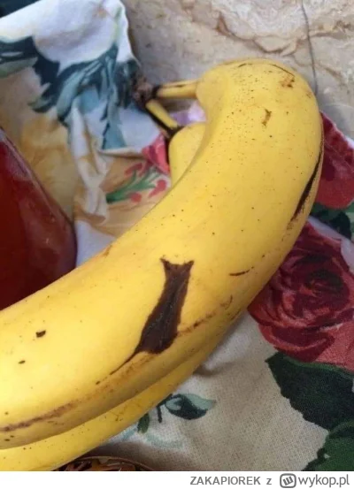 ZAKAPIOREK - kiteł na bananie się objawił