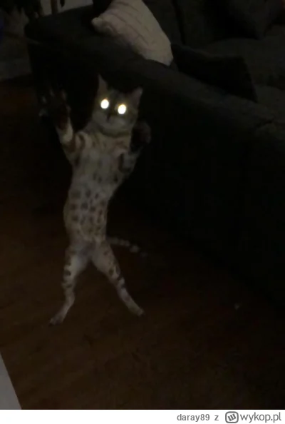 daray89 - #codziennykotopetany #dziwnekotki