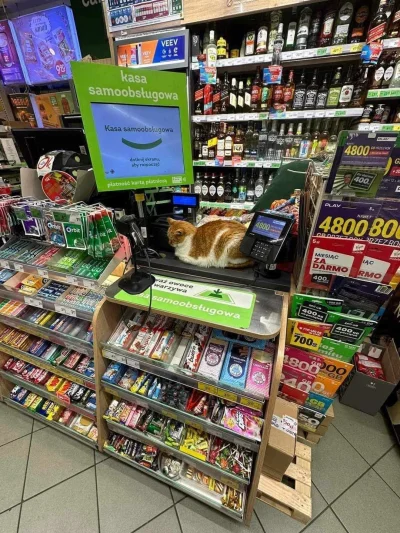 SatanWasa_Babyboomer - Yyy dzień dobry, Cosmoslimy mentolowe, te najcieńsze

#kot #ki...