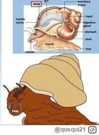 qusqui21 - @wysuszonyszkieletkostny_czlowieka: to taki co sra sobie na glowe?