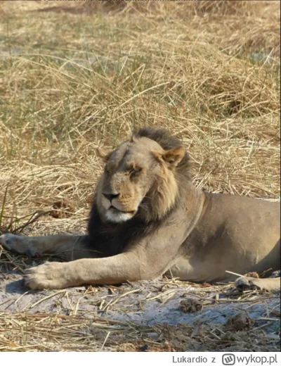 Lukardio - #lew pewnie nie ma powodzenia u #lw1ca

#wykop #przegryw #zakola #zakolak ...