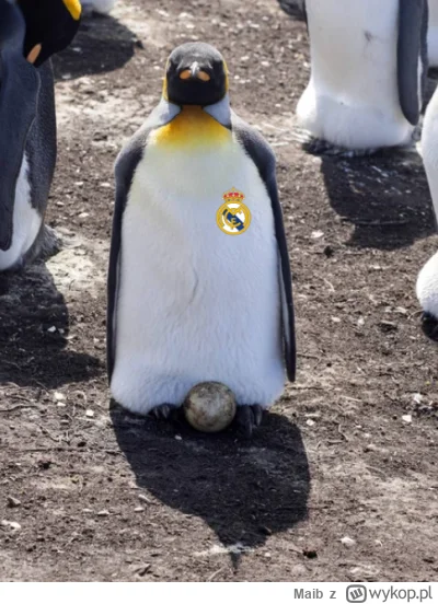 Maib - @bonpensiero: Tak, zdobywcy Ligi Mistrzów Antarktydy, dlatego grają na tym tur...