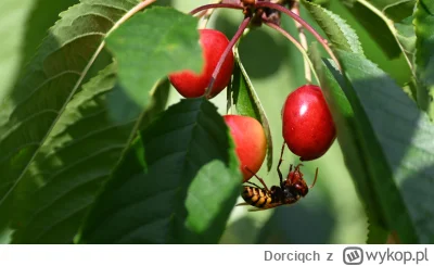Dorciqch - @jalop w tym roku zmarzły, nie mam ani jednej boroweczki ( ͡° ʖ̯ ͡°) za to...