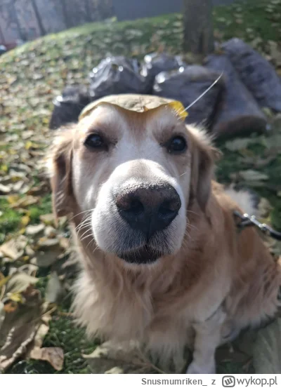 Snusmumriken_ - Pieseł z listkiem na głowie (｡◕‿‿◕｡)
#pokazpsa #psy #smiesznypiesek