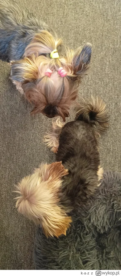 k-a-z - 3 Dzień Adaptacji Chanel:

Od dzisiaj Chanel będzie dostawać nieco większe po...