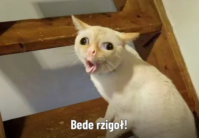 RasowyAfroamerykanin - @anoysath: opie zlituj się