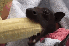 Teuvo - @MakaronowyStwor: nietoperze karmi się bananami
