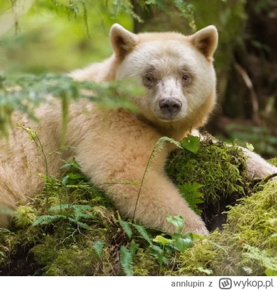 annlupin - ide se do spania już nom dobranoc albo miłego dnia dla was