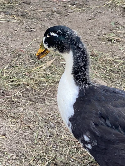 R.....a - @Retiarius_oma kwa kwa