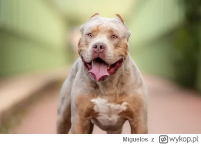 Miguelos - Wszelkie agresywne rasy psów powinny być całkowicie zakazane a w przypadku...