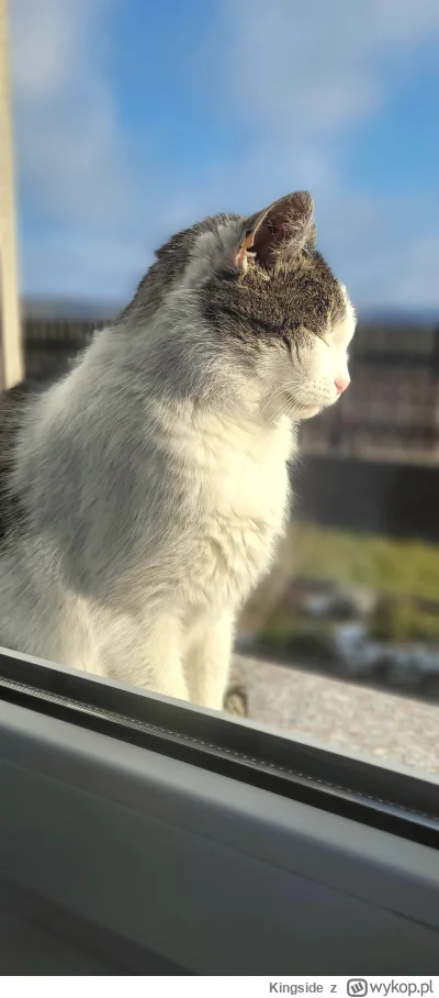 Kingside - Patrzcie jak ją smaży 
#pokazkota