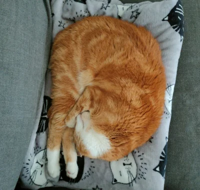 kujukuju - Wczoraj po niecałych 13 latach pożegnaliśmy z rodzicami i bratem naszego k...