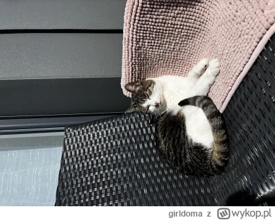 girldoma - Plażing end smażing ʕ•ᴥ•ʔ

#pokazkota #kitku