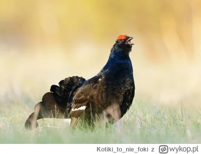 Kotikitonie_foki - Czy cietrzewie są zacietrzewione? ( ͡° ͜ʖ ͡°)

Zawsze zastanawiało...