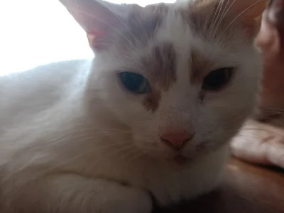 Mega_Smieszek - Witam, otóż mam taką kotkie ᶘᵒᴥᵒᶅ


#koty #pokazkota #kotkastokrotka