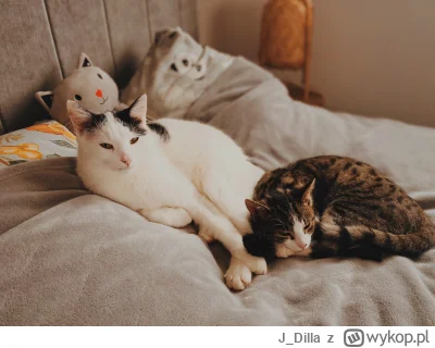 J_Dilla - #pokazkitku #koty #kot #koteczkizprzypadku #pokazkota